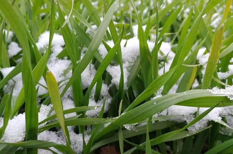 雷打冬十个牛栏九个空什么意思？