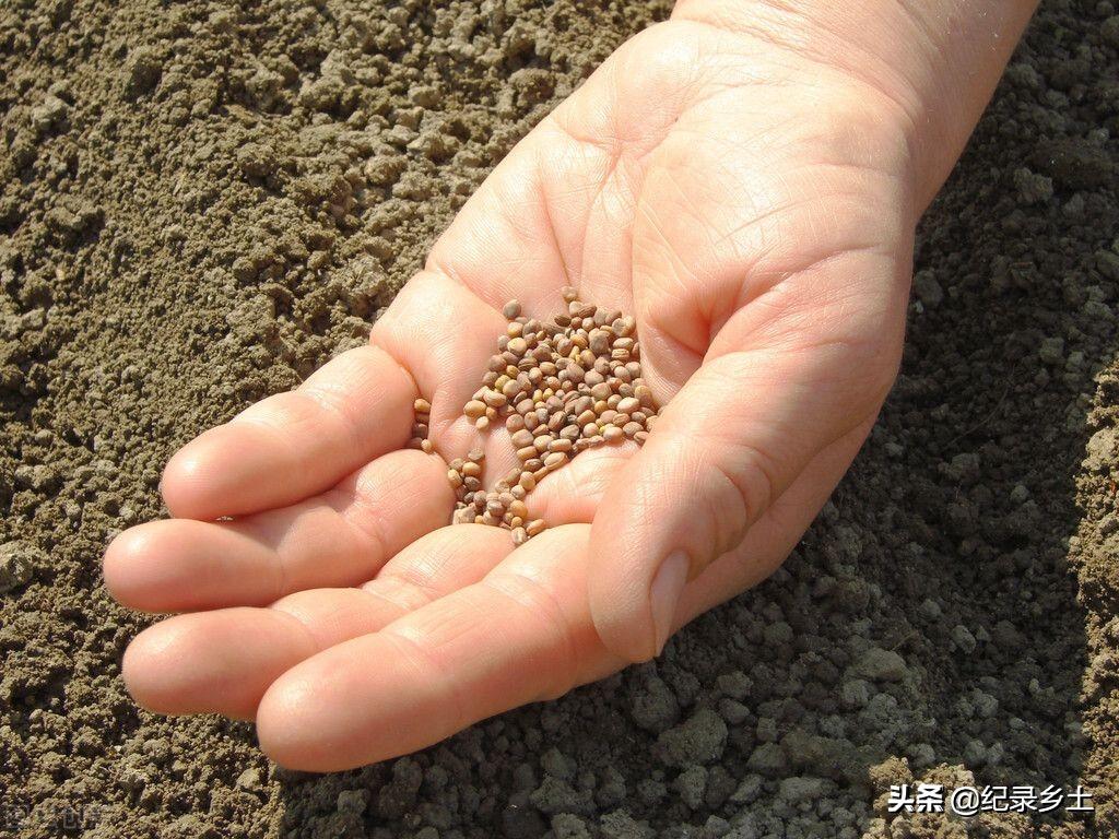 立冬之日起大雾,冬水田里点萝卜是什么意思?