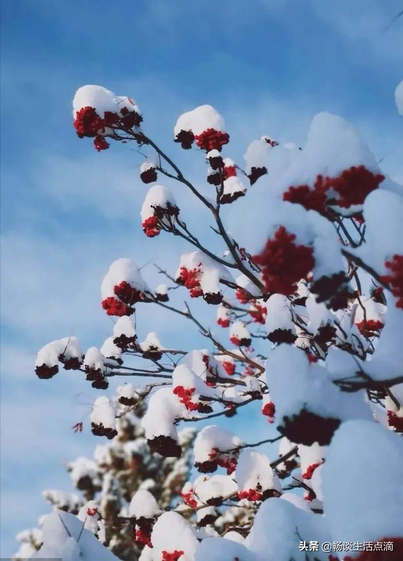 小雪见晴天,有雪到年边什么意思