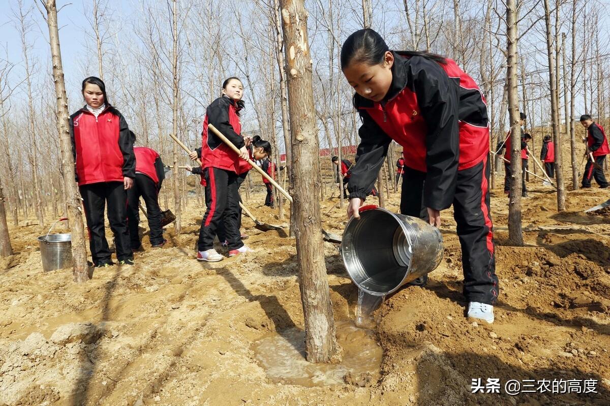 小雪虽冷窝能开,家有树苗尽管栽是什么意思