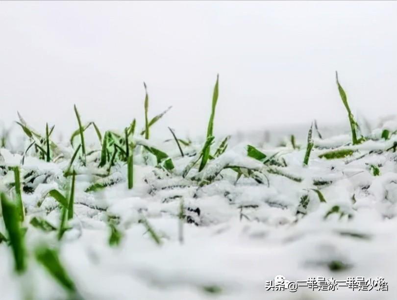 小雪节气心情随笔散文