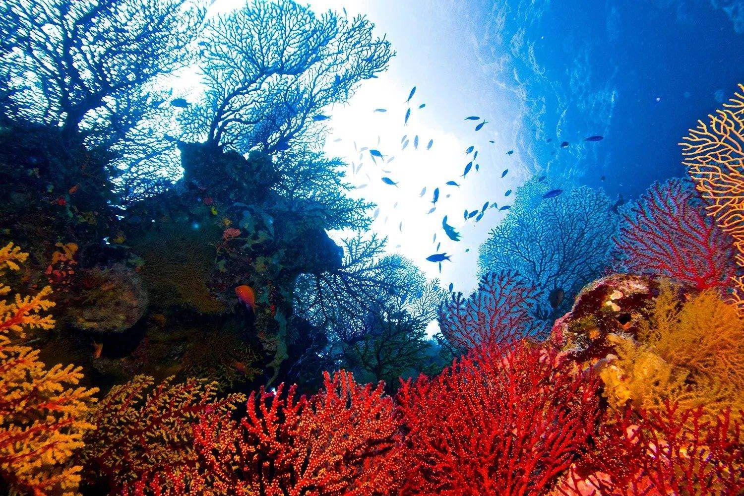 世界上最大的海——珊瑚海简介和图片风景大全
