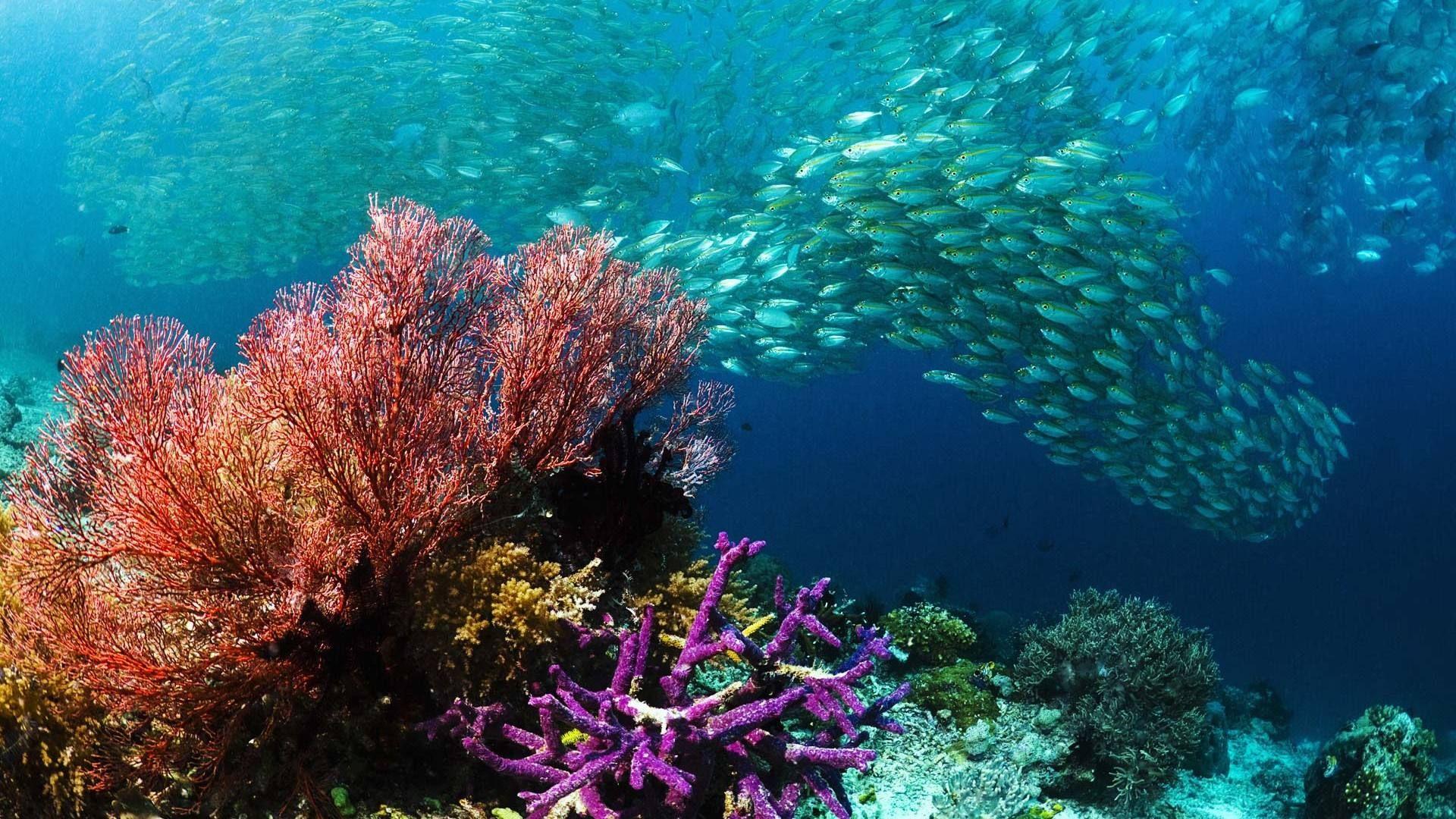 世界上最大的海——珊瑚海简介和图片风景大全