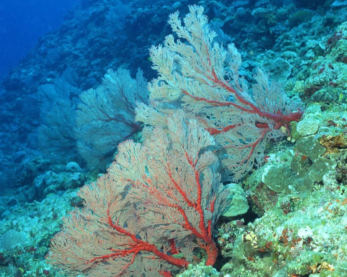 世界上最大的海——珊瑚海简介和图片风景大全