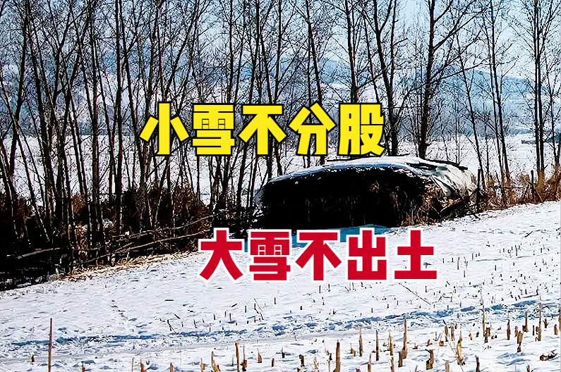 小雪不分股大雪不出土是什么意思?小雪节气还能种小麦吗?