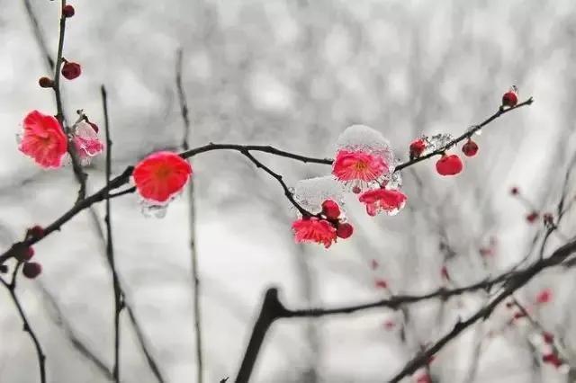 关于小雪节气有意境的诗(描写小雪节气的唯美诗句)