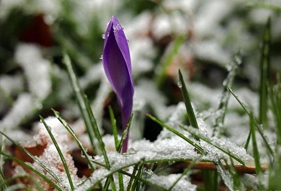 农谚大雪不冻倒春寒,大雪不寒明年旱是什么意思？