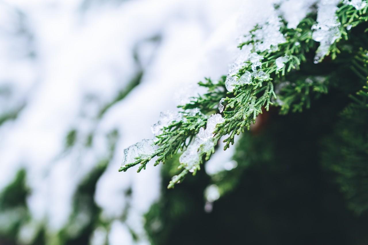 大雪节气的诗句古诗大全精选