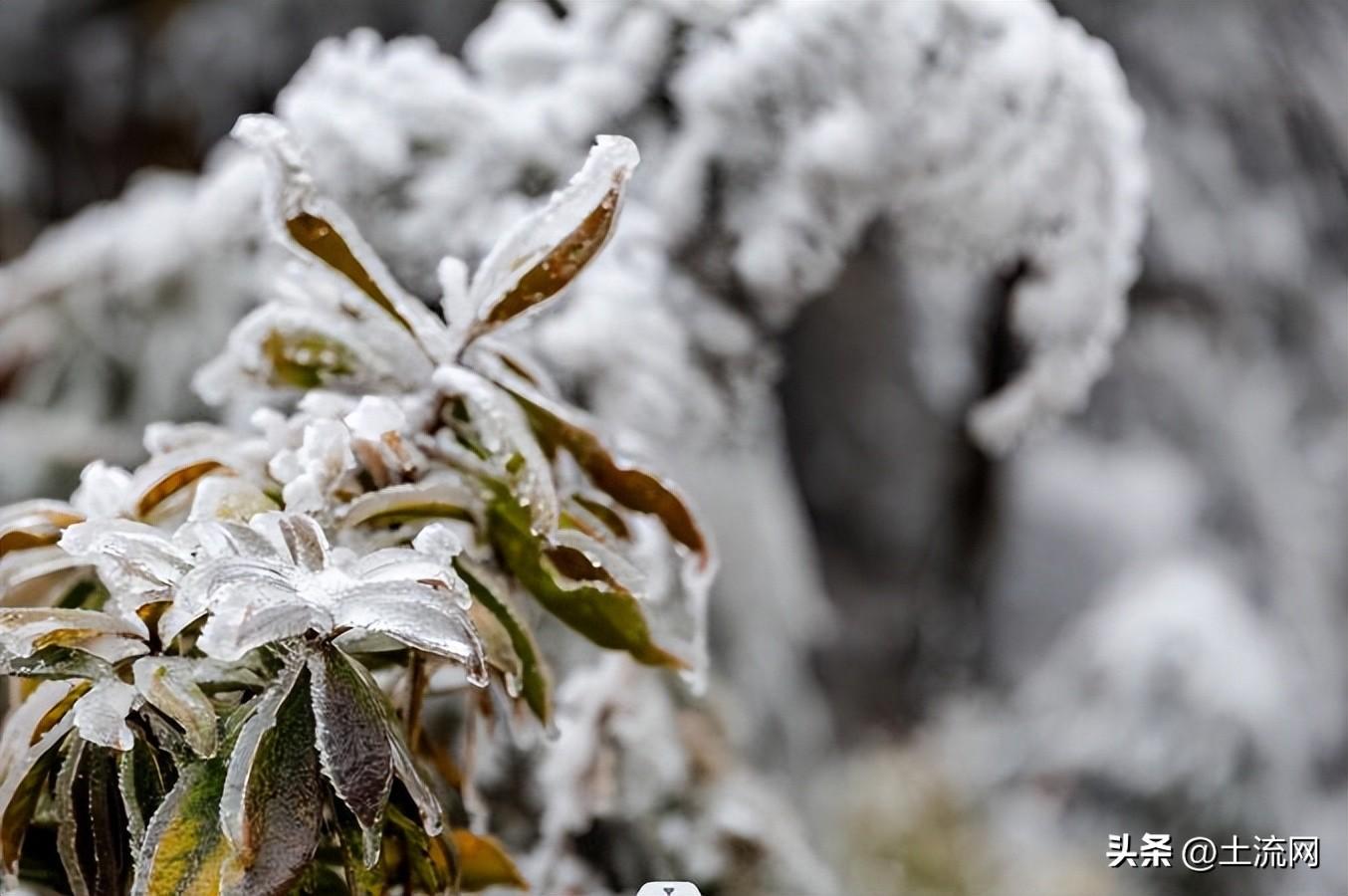 大雪节气不下雪有什说法吗,预示着今年什么天气?