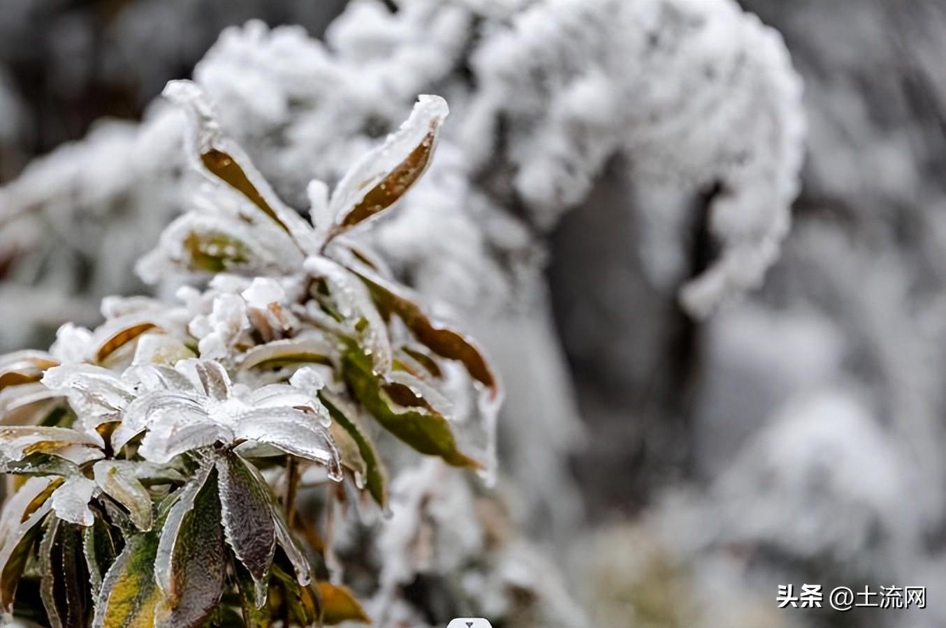 大雪节气不下雪有什说法吗，预示着今年什么天气？