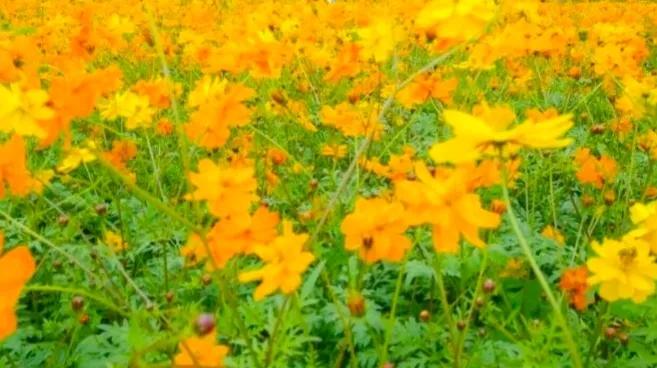 优秀作品：那个夏，写进生命里