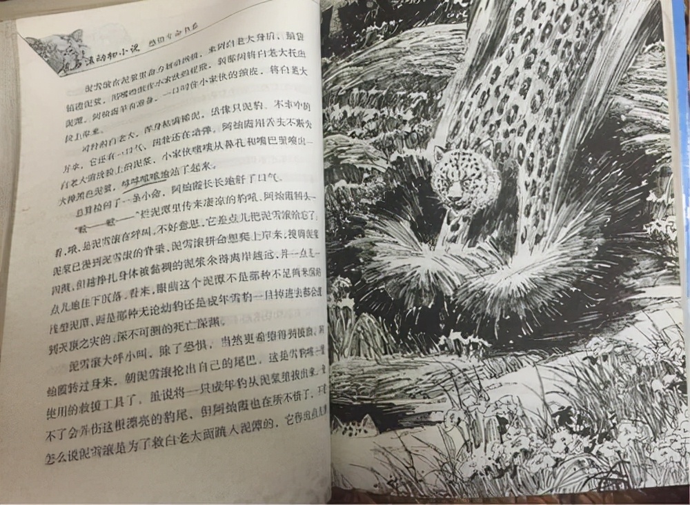沈石溪雪域豹影读后感满分作文700字-小学作文-电子课本网 沈石溪雪域豹影读后感满分作文700字-小学作文