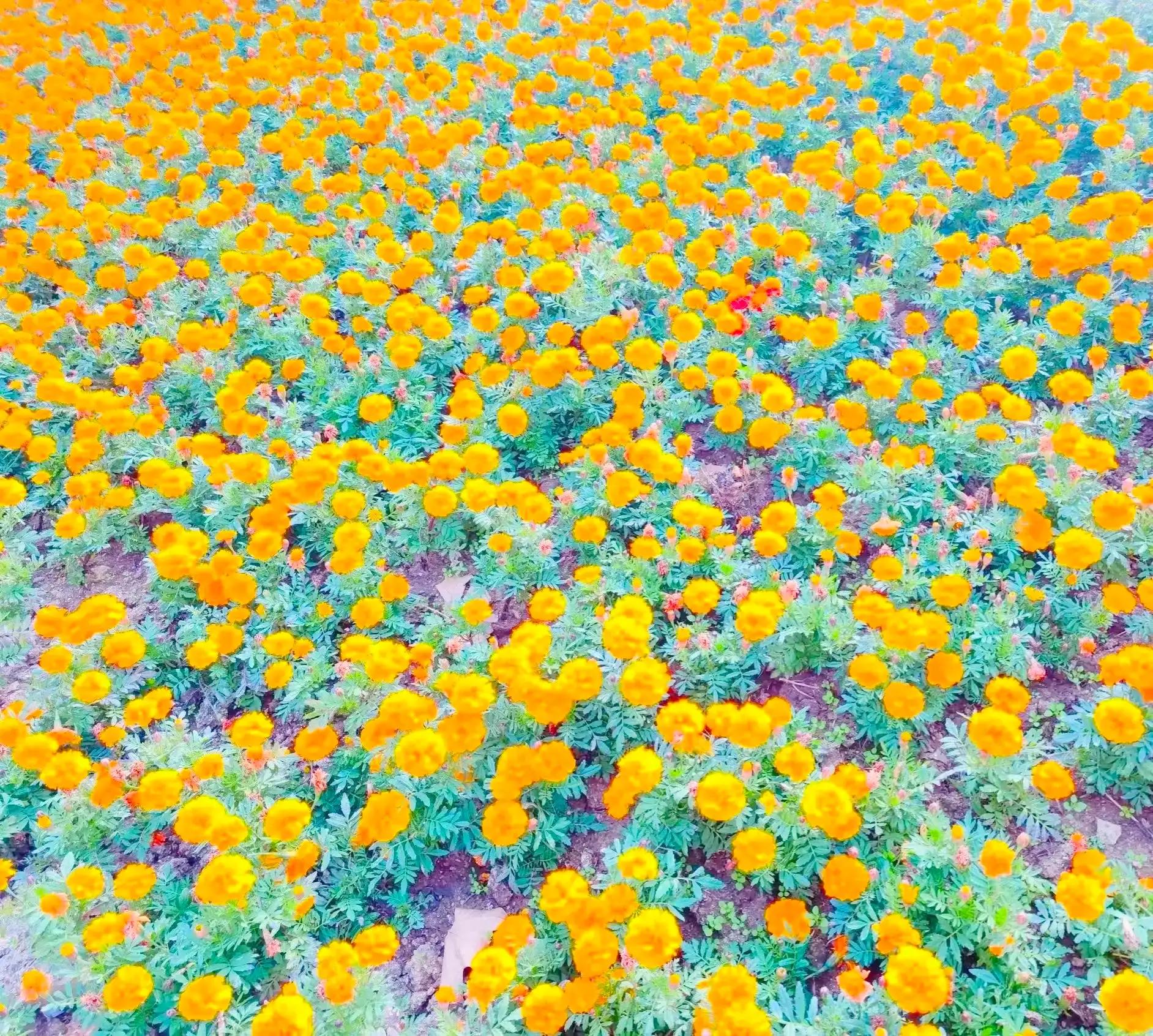 春风散文：大地上的音乐家