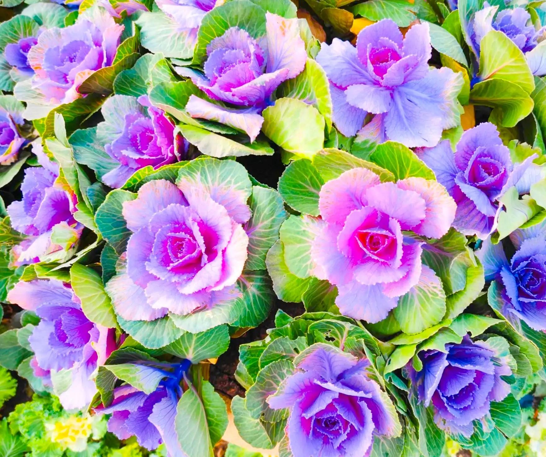 春风散文：大地上的音乐家