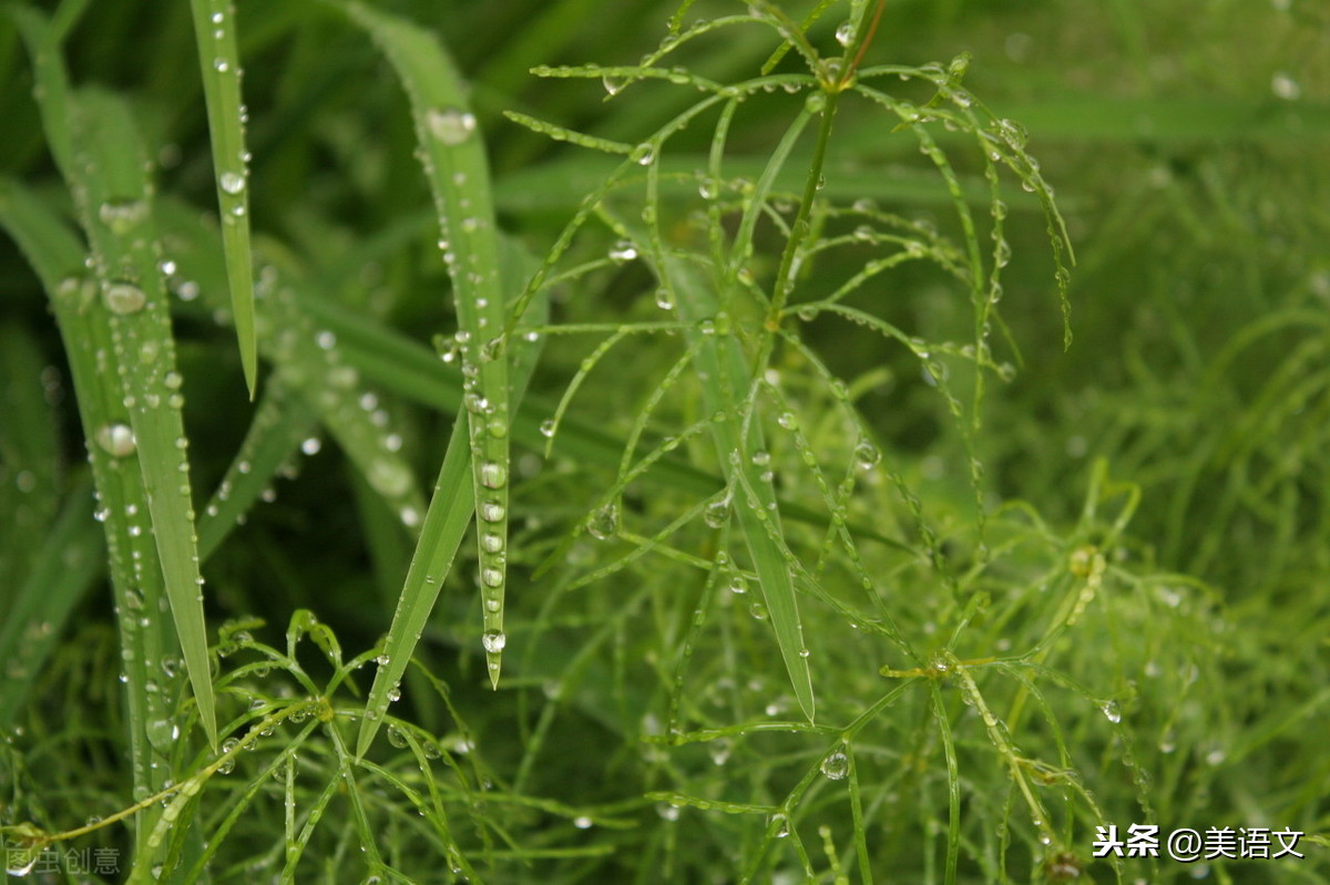 优秀习作---《雨中即景》