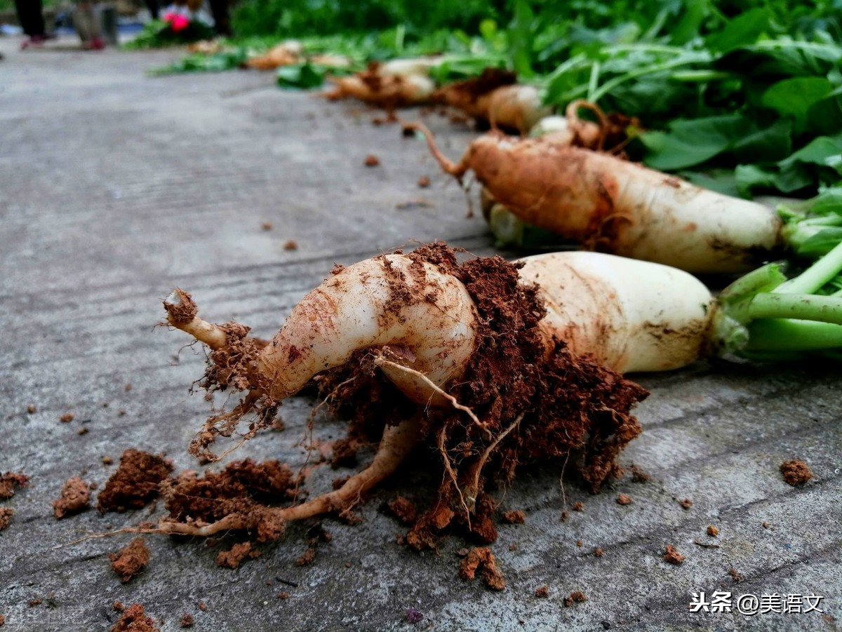 优秀习作---《雨中即景》