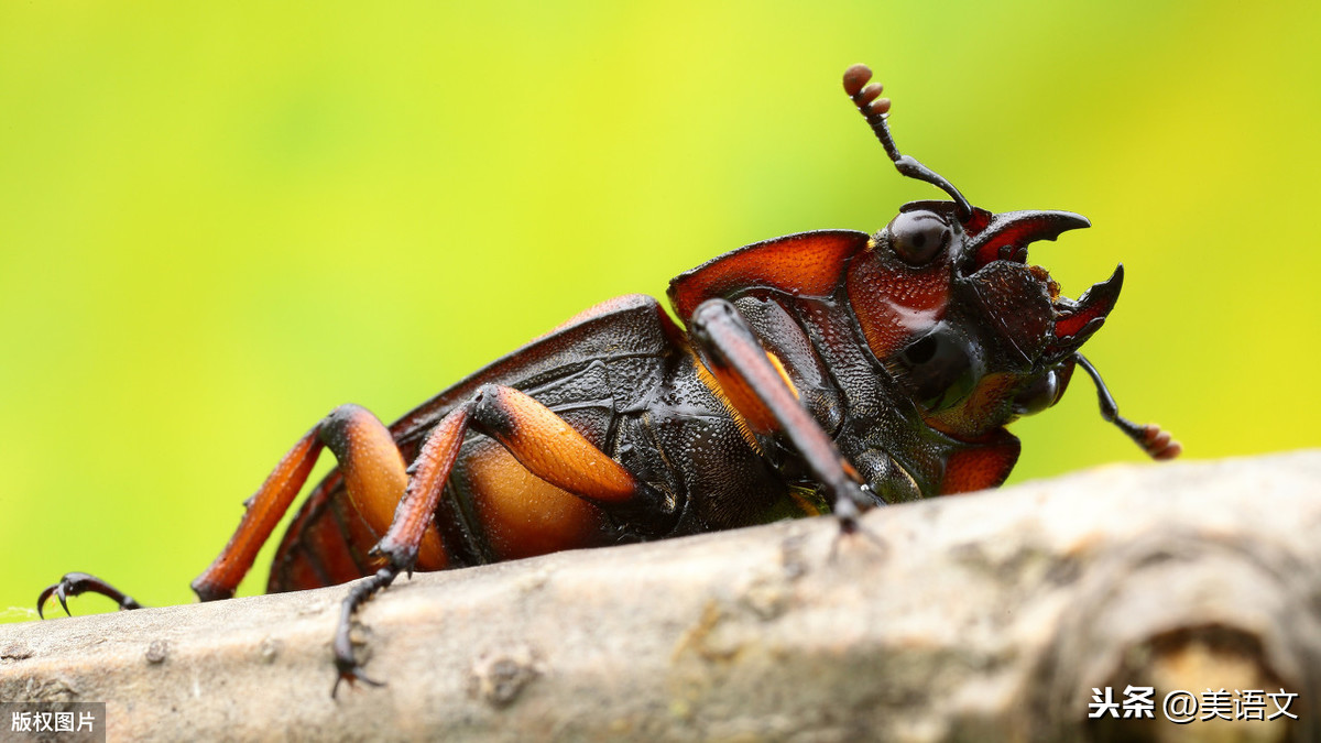 养殖甲虫让生活更快乐