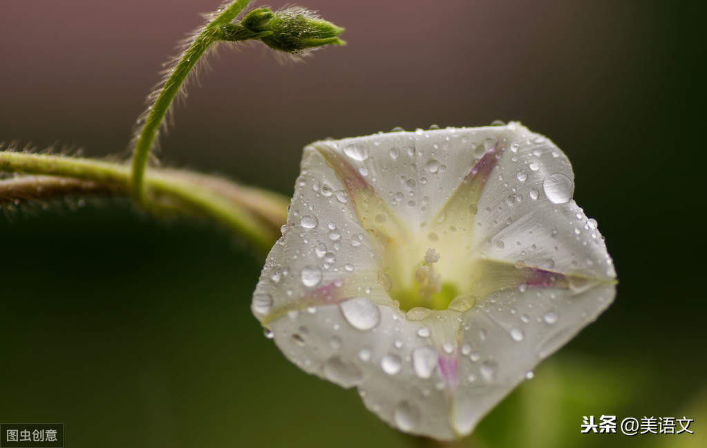 优秀习作---《雨中即景》