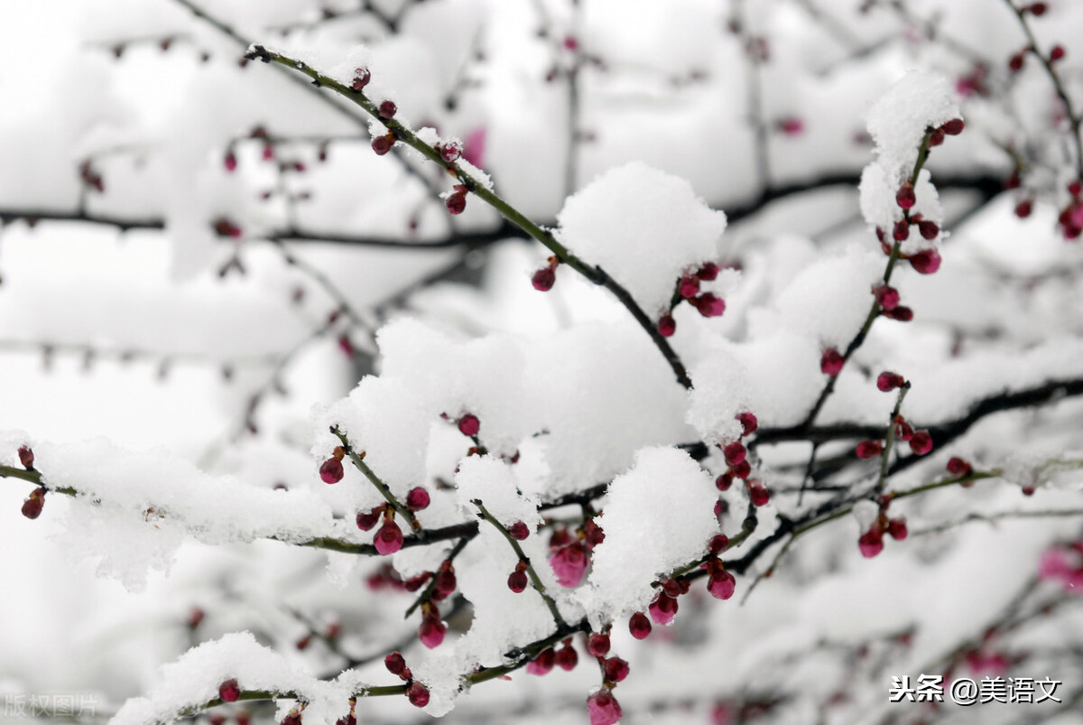 优秀习作-雪