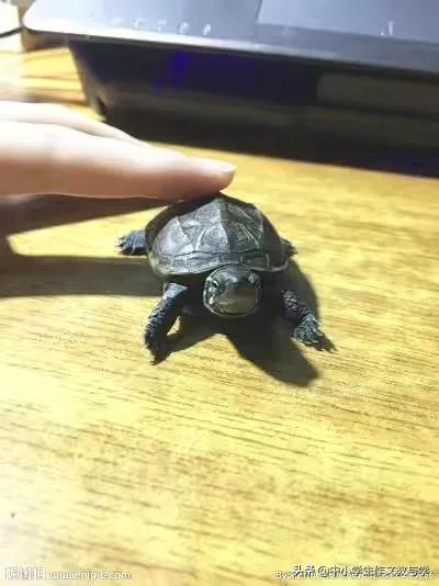 我的小乌龟