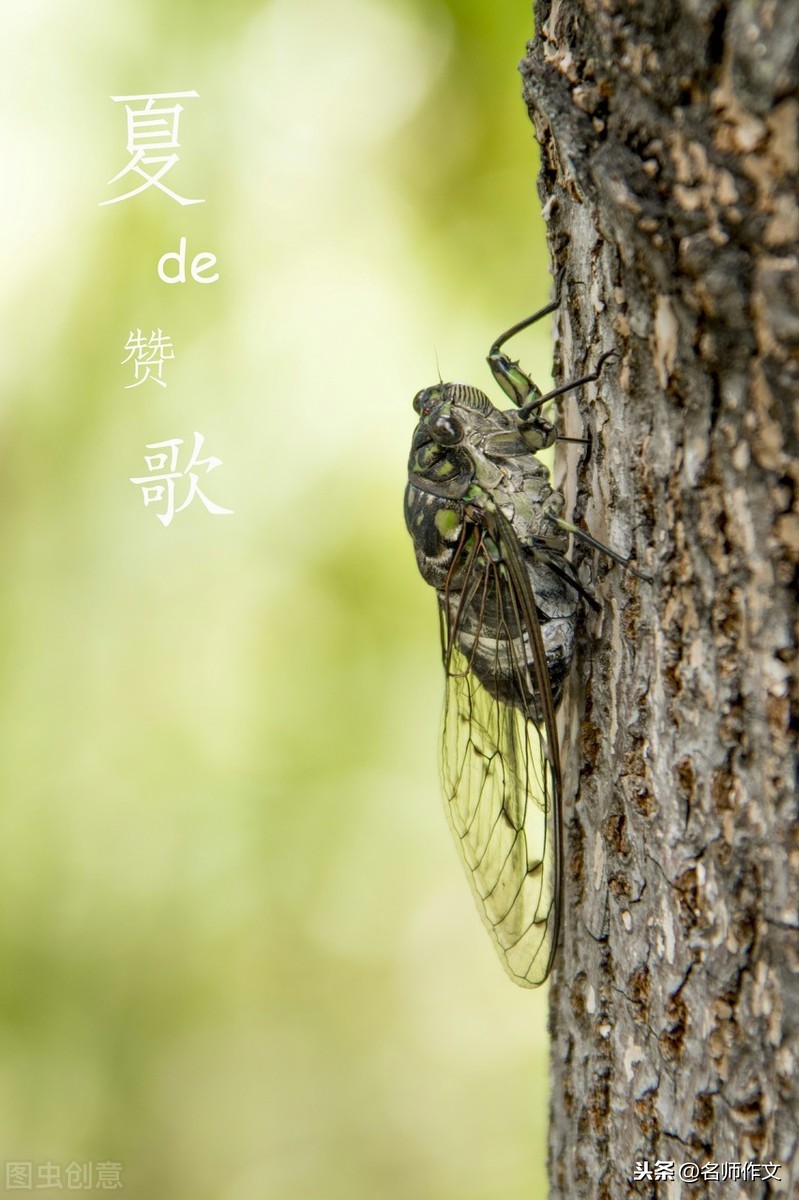 讴歌小生命的学生佳作:知了知知唱暑还