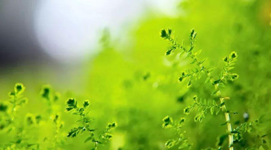 优秀小学生作文欣赏:《春雨》三篇,细听春雨声,静待花开时