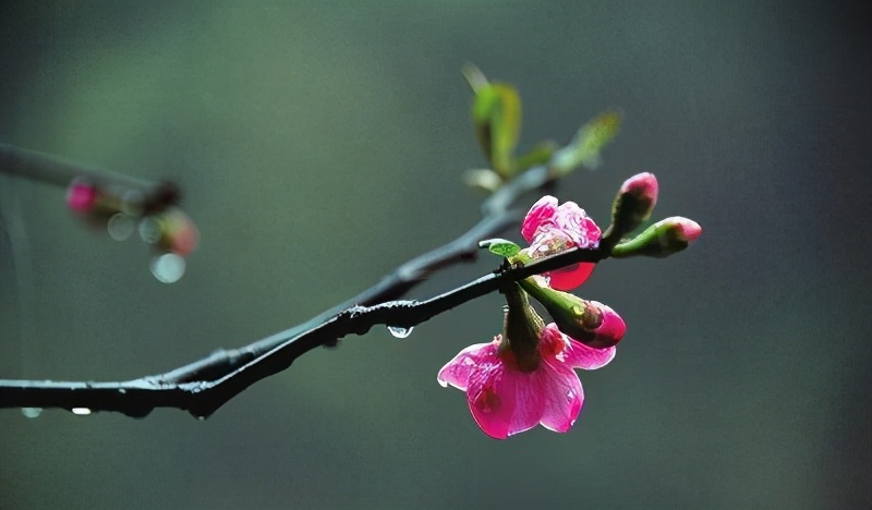 优秀小学生作文欣赏：《春雨》三篇，细听春雨声，静待花开时