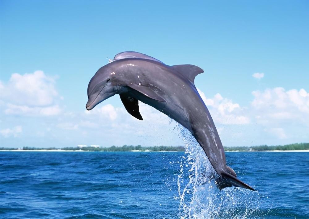 海豚500字作文《可爱的海豚》