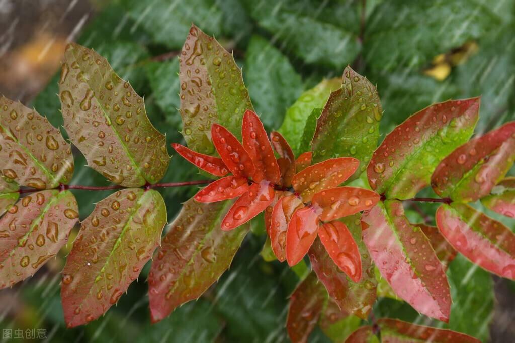 写雨的作文，《听雨》