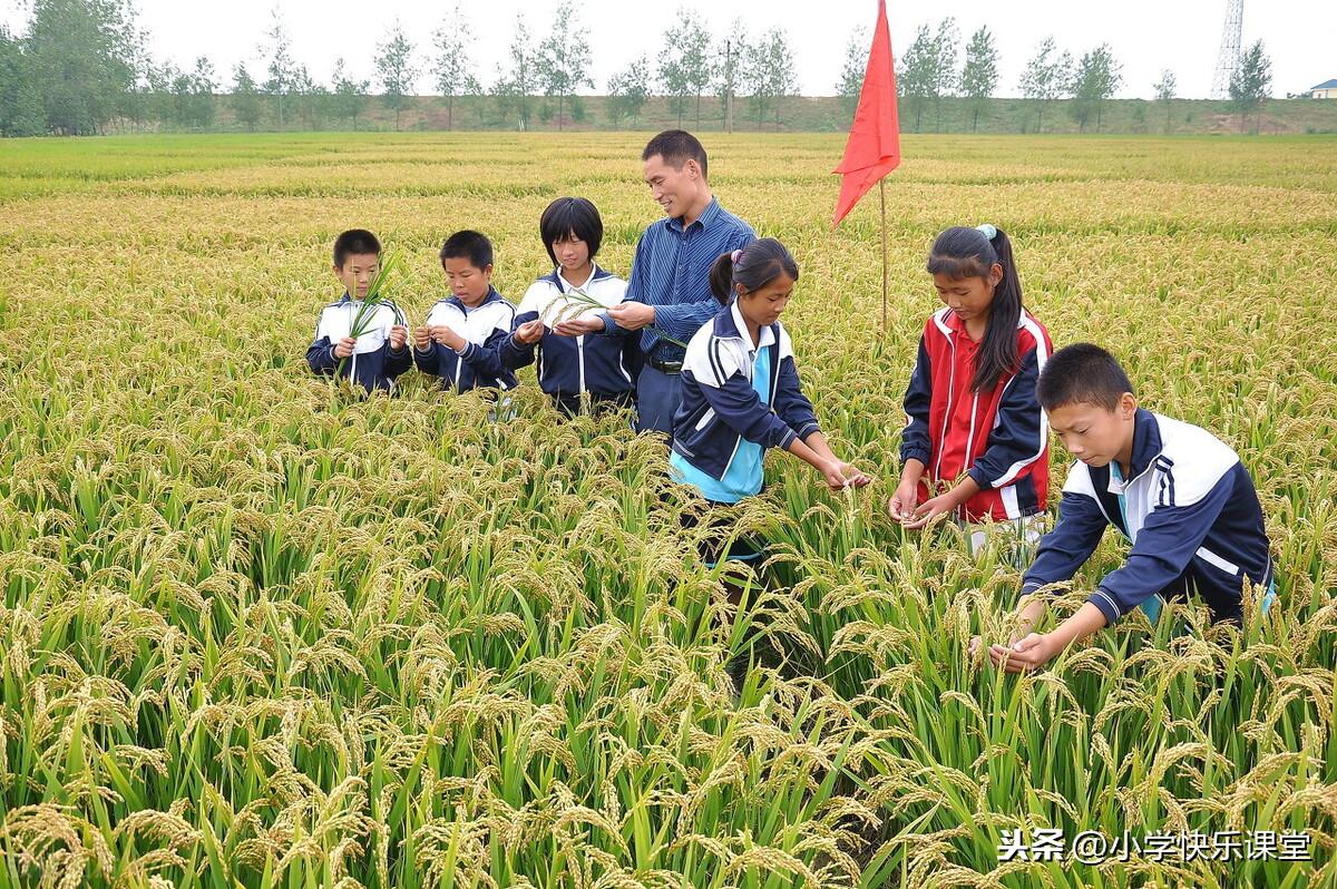 珍惜粮食作文600字六年级（珍惜粮食稿子免费复制）