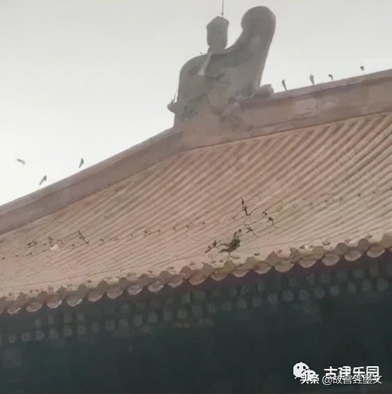 故宫的屋顶为什么不落鸟（故宫房顶真的不落鸟么）