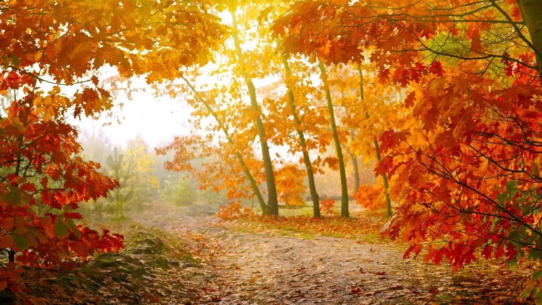 秋天的作文200字左右汇总10篇《美丽的秋天》