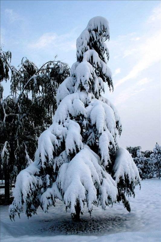 大雪压青松青松挺且直什么意思？青松全诗和象征意义是什么？