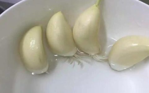 蒜苗1一7天的成长记录图作文(蒜苗成长记观察作文)