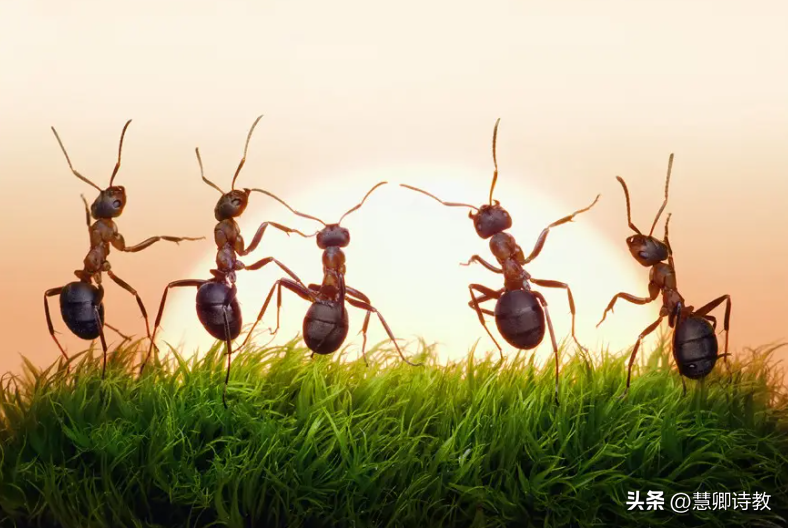 变形记作文7篇《变形记——蚂蚁历险记》附:点评-小学作文-电子课本网 变形记作文7篇《变形记——蚂蚁历险记》附:点评-小学作文