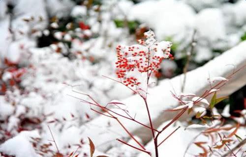 关于第一场雪的作文精选5篇(第一场雪)-小学作文-电子课本网 关于第一场雪的作文精选5篇(第一场雪)-小学作文