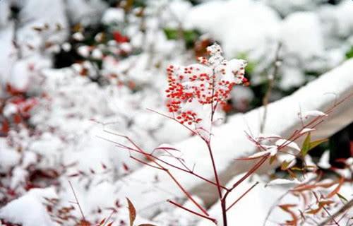 关于第一场雪的作文精选5篇（第一场雪）