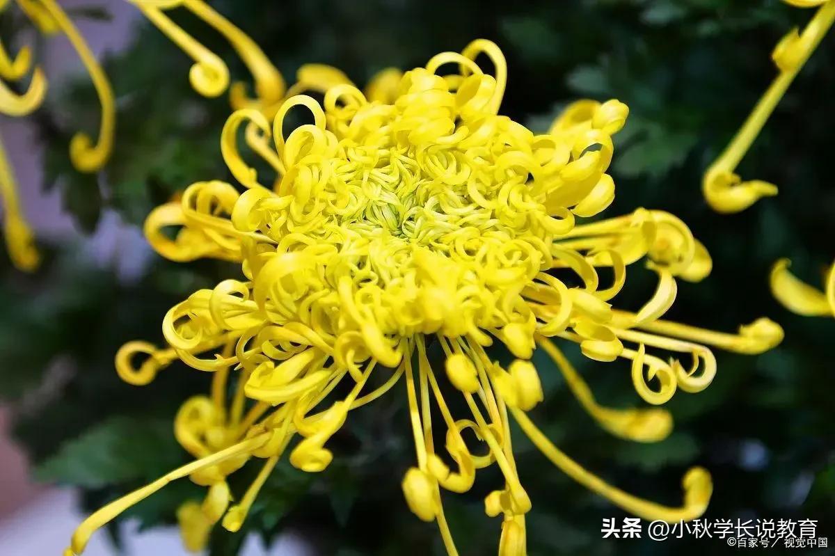 写物的作文汇总5篇五年级习作《介绍一种事物》-小学作文-电子课本网 写物的作文汇总5篇五年级习作《介绍一种事物》-小学作文