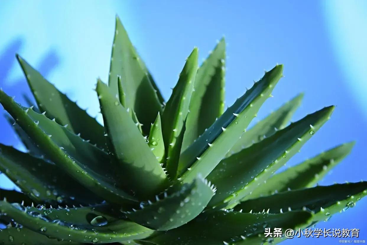 写物的作文汇总5篇五年级习作《介绍一种事物》-小学作文-电子课本网 写物的作文汇总5篇五年级习作《介绍一种事物》-小学作文