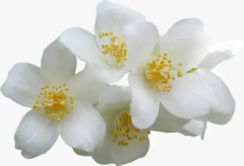 师恩难忘作文1000字优秀作文欣赏(师恩难忘)