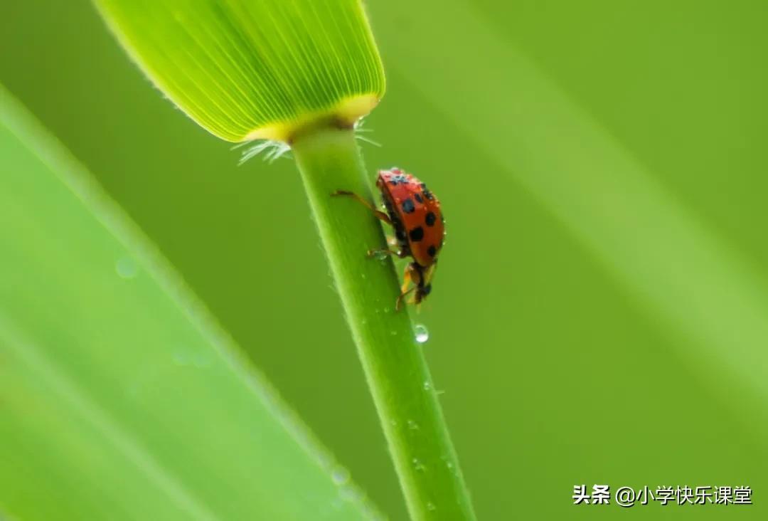 昆虫迷作文300字5篇《我们班的昆虫迷》-小学作文-电子课本网 昆虫迷作文300字5篇《我们班的昆虫迷》-小学作文