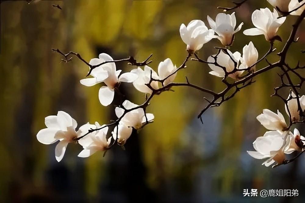 玉兰花作文2篇(小学优秀范文)-小学作文-电子课本网 玉兰花作文2篇(小学优秀范文)-小学作文