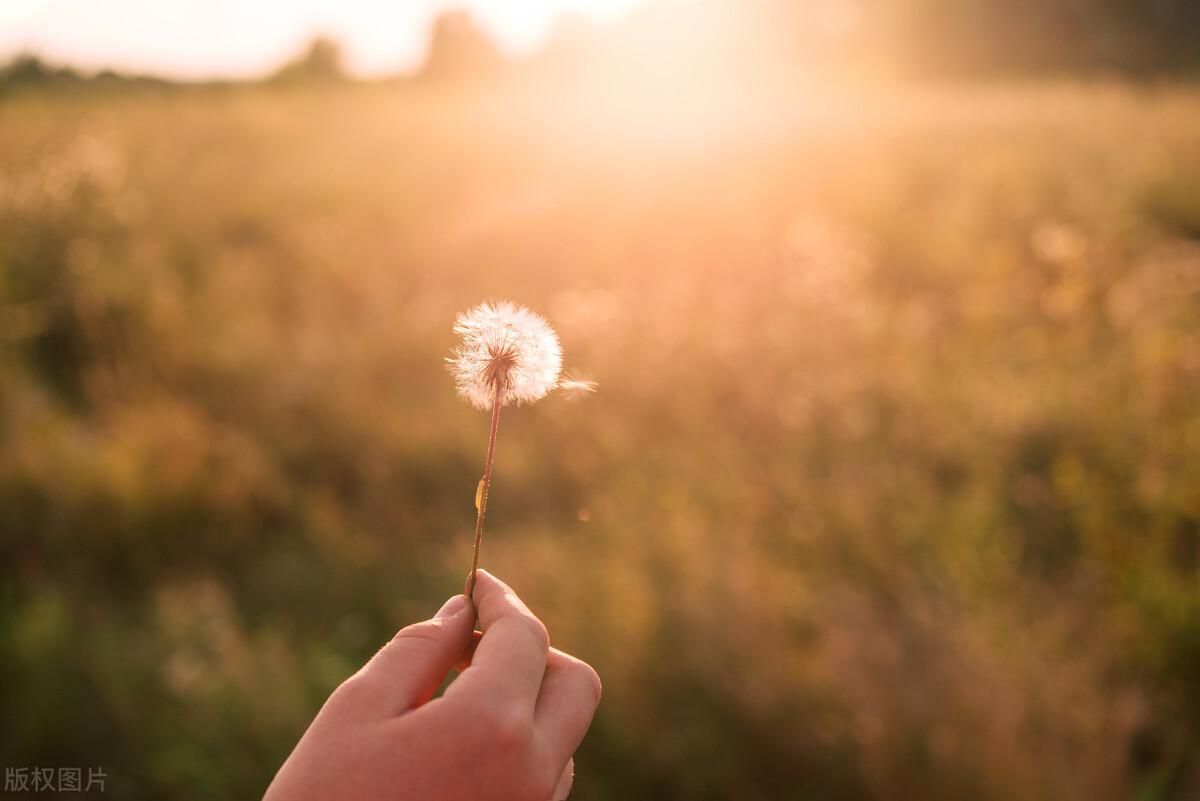 收集阳光作文800字2篇（中考经典命题作文）附：点评