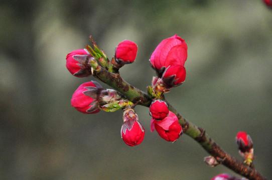 桃花作文300字三年级(我的桃花朋友)-小学作文-电子课本网 桃花作文300字三年级(我的桃花朋友)-小学作文