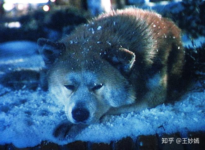 忠犬八公的故事观后感（让你涕泪横流的真实故事）