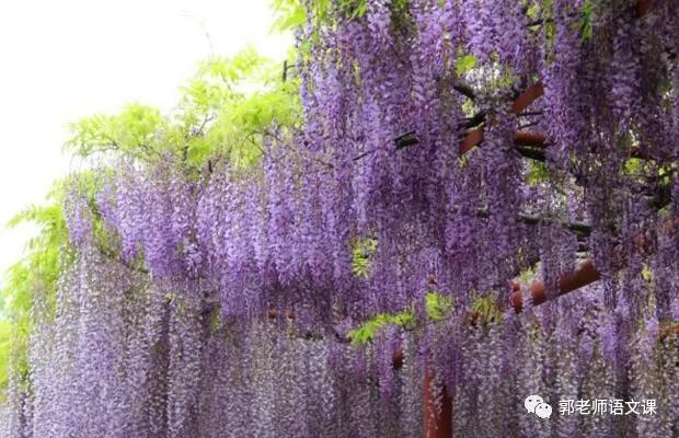 紫藤萝瀑布读后感（一曲深沉的生命之歌）