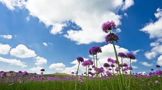 徐志摩《陌上花开》原文欣赏