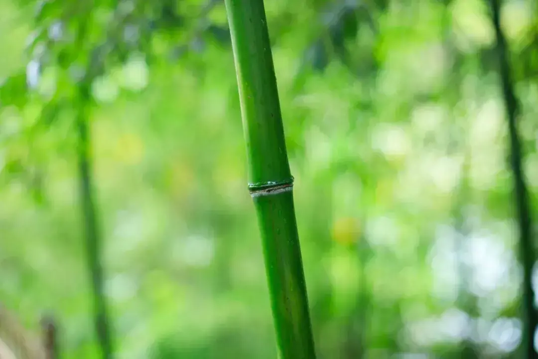 描写夏天的诗句100首，带你感受夏天