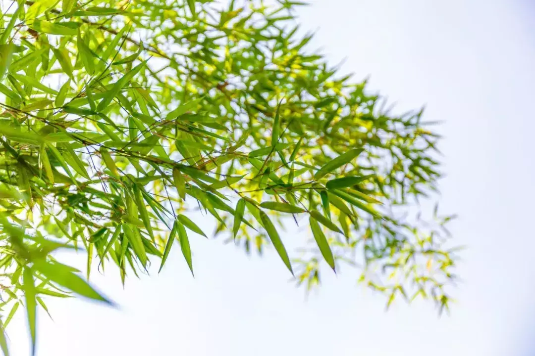 描写夏天的诗句100首，带你感受夏天