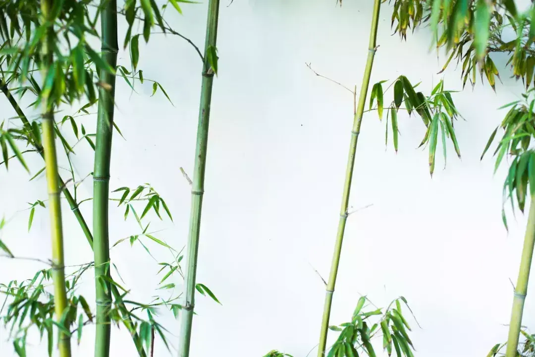 描写夏天的诗句100首，带你感受夏天